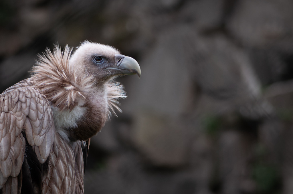 DSC_7210 | kaefersammler_roy - Realisiert mit Pictrs.com