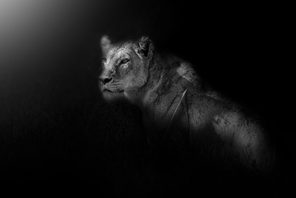 Löwin im Lichtkegel (Low Key) | Kenia | Premium-Wandbild von justsomewhere.com: Eine künstlerische Low-Key-Aufnahme einer Löwin in Schwarz-Weiß, bei der das Profil durch einen gezielten Lichtakzent aus der Dunkelheit hervorgehoben wird. - Realisiert mit Pictrs.com