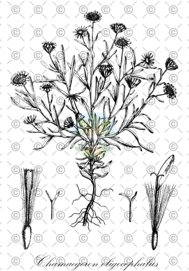 HistAbb_wfo-0000763113_1_ENZY_Simple | Historische Abbildung von Chamaegeron oligocephalus - Asteraceae | Historical Illustration of Chamaegeron oligocephalus - Asteraceae