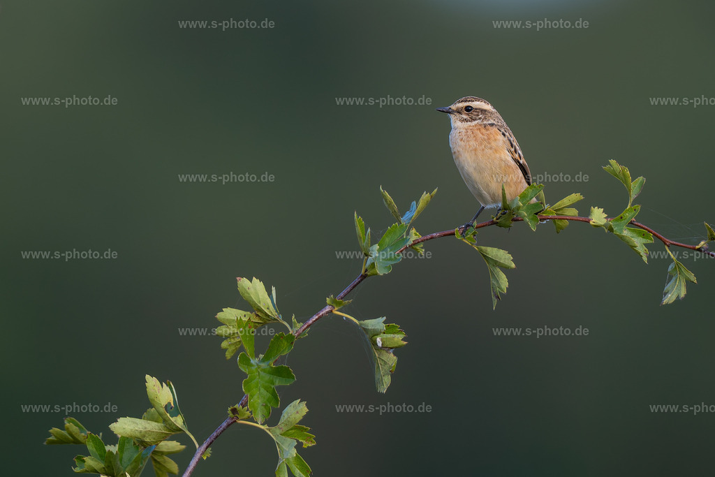 Braunkehlchen | Das kleine Braunkehlchen typisch exponiert auf einem hohen Ast - Realisiert mit Pictrs.com