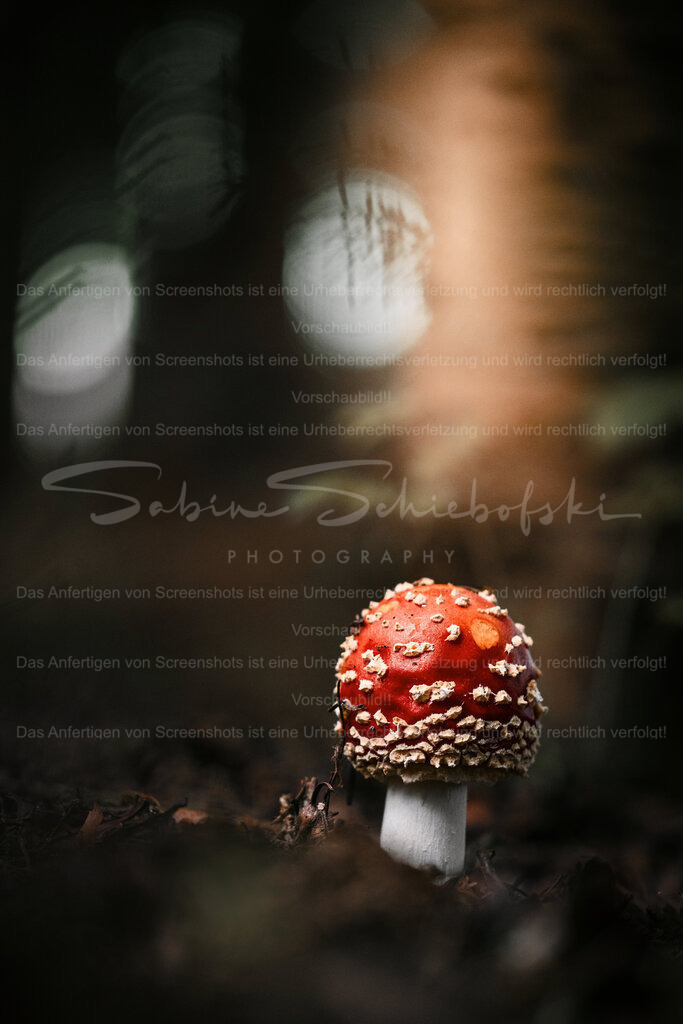 Herbst im Wald | People- und Tierfotografie, Imageaufnahmen, Veranstaltungsfotografie und Wandbilder aus der Natur ★ Made in Germany ✔️ Druck + Downloads ✔️ Naturfotografie in Top Qualität ★ schneller Versand, weltweite Lieferung! - Realisiert mit Pictrs.com