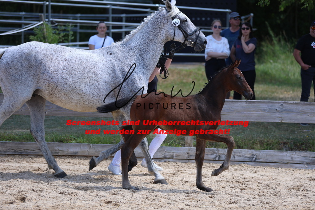 Fohlenschau_Schwäbisch_Hall_springbetonte_Fohlen_KN 23_7 | lmwpictures - Realisiert mit Pictrs.com