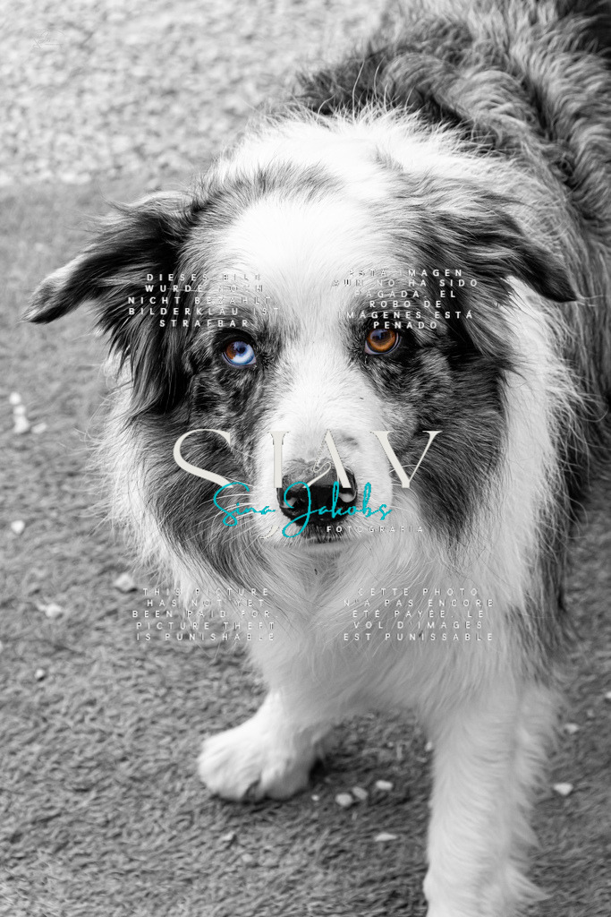 IMG_5436 | s-jay-photography - Realisiert mit Pictrs.com