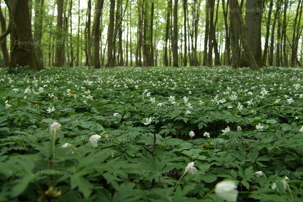 Wälder auf Rügen mit blühenden Anemonen | Die Buchenwälder schmücken sich im Frühjahr mit flächendeckenden Anemonen, den Buschwindröschen. - Realisiert mit Pictrs.com