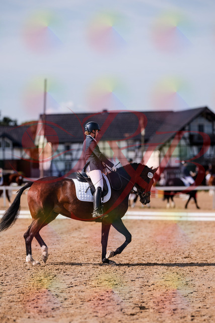 2026_10_03_Siefer-Hof_125507_Z81_43796520 | Professionelle Reitsport-, Turnier- und Eventfotografie von Robert Broda. Galerien mit ausgewählten und bearbeiteten Bildern direkt online ansehen und bestellen.