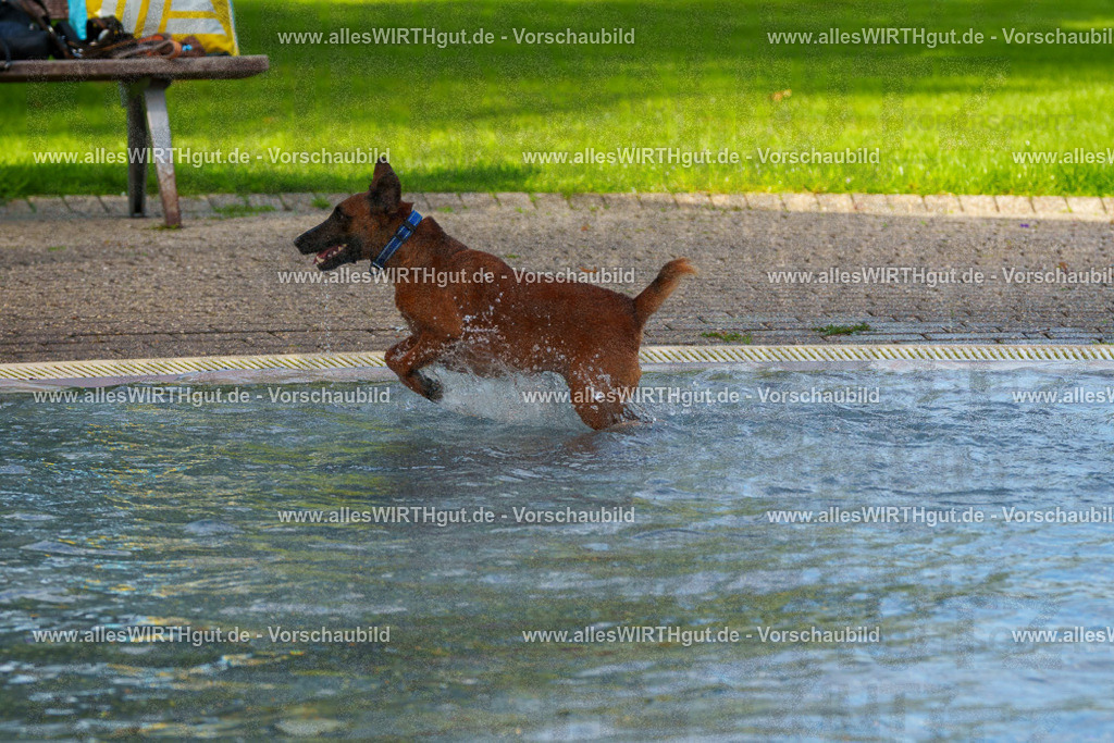 Hundeschwimmen_Grefrath_2026-allesWIRTHgut_Tierfotografie-09_51-FAY07788 | Professionelle Tierfotografie in Mönchengladbach von Daniel Wirth (allesWIRTHgut). Liebevolle & natürliche Bilder von Hunden & Katzen für unvergessliche Erinnerungen.