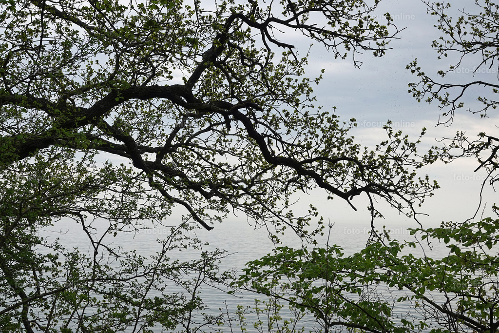 May forest on the coast | May forest on the coast