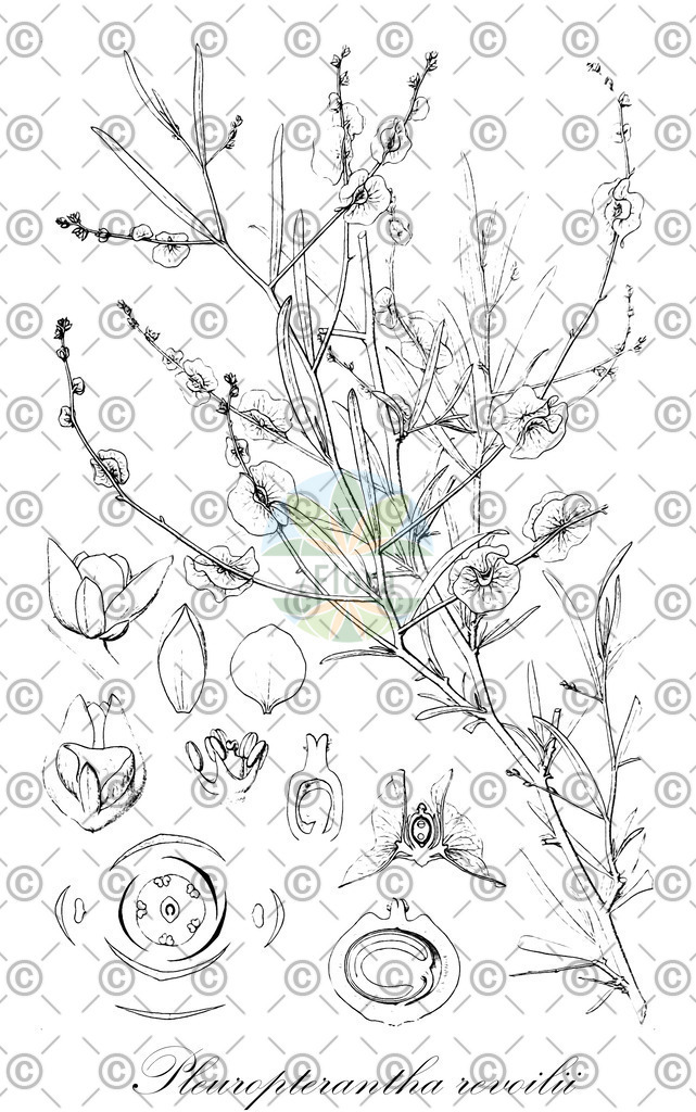 HistAbb_wfo-0001107389_1_ENZY_Simple | Historische Abbildung von Pleuropterantha revoilii - Amaranthaceae | Historical Illustration of Pleuropterantha revoilii - Amaranthaceae