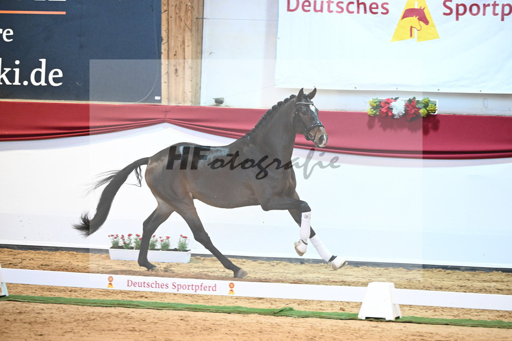 Kat-Nr. 54 Va Bene x Charmeur_Mueller_43231750 | hf-fotografie - Realisiert mit Pictrs.com
