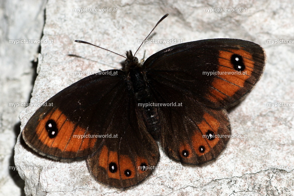 Erebia stirius-003 | Das Bilderarchiv über Tiere, Planzen und Landschaften. In der Bilddatenbank finden Sie ein große Auswahl an hochwertigen Bilder für Ihre Werbung - Realisiert mit Pictrs.com