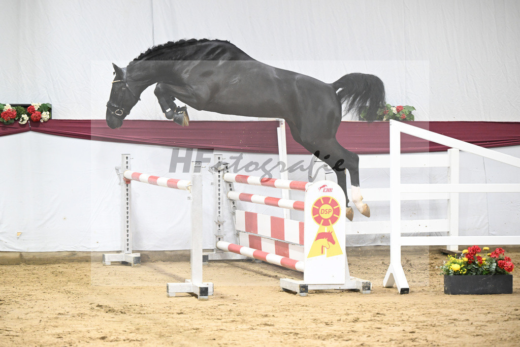 Kat-Nr. 91 Vigaro x Quidams Rubin_Matthias Schlamminger_47253014 | hf-fotografie - Realisiert mit Pictrs.com