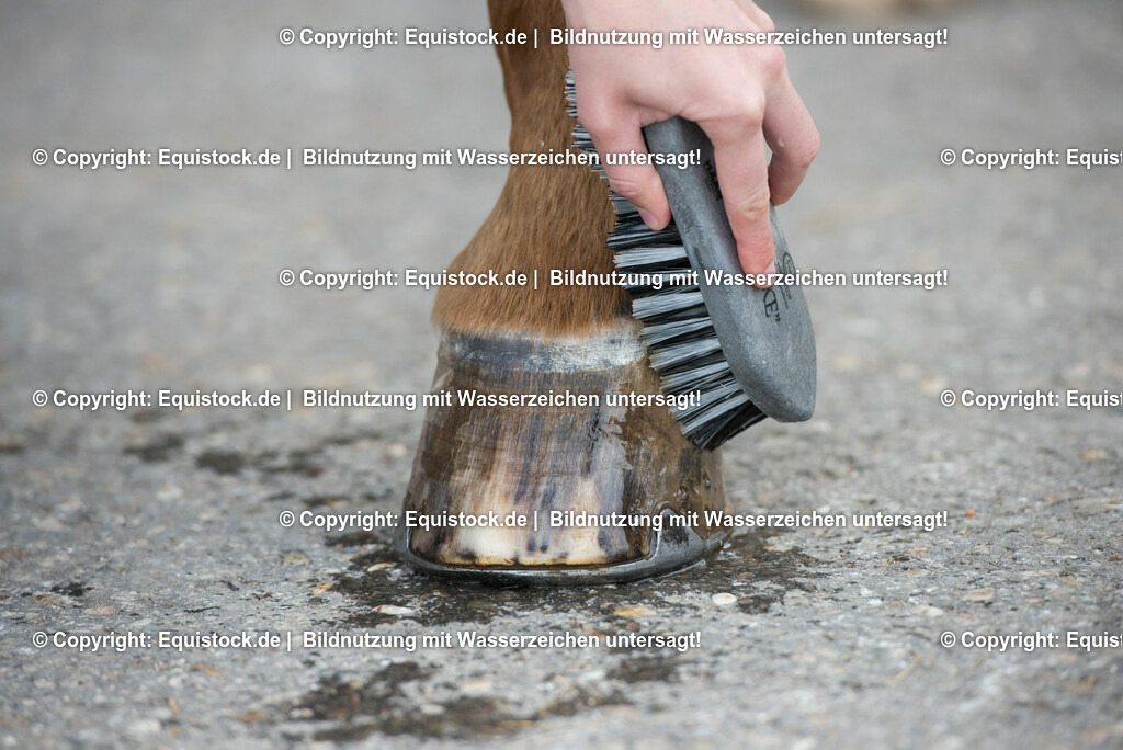 20160626_Hufe_Waschen_0002 | Foto: Thomas Hartig