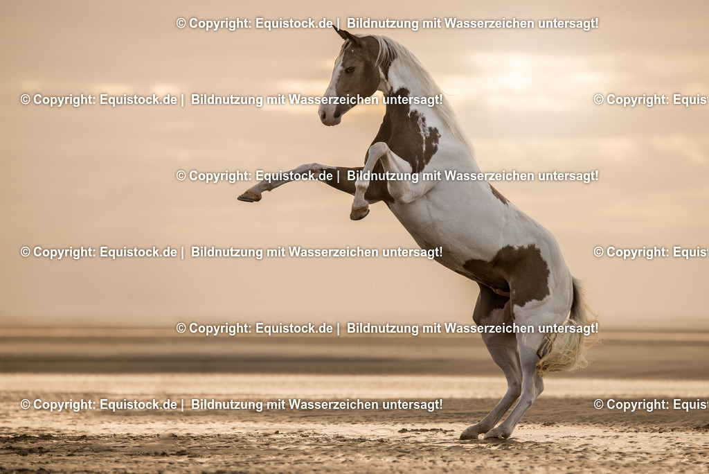 TS_20160928_Steigendes_Pferd_0001 | Foto: Thomas Hartig