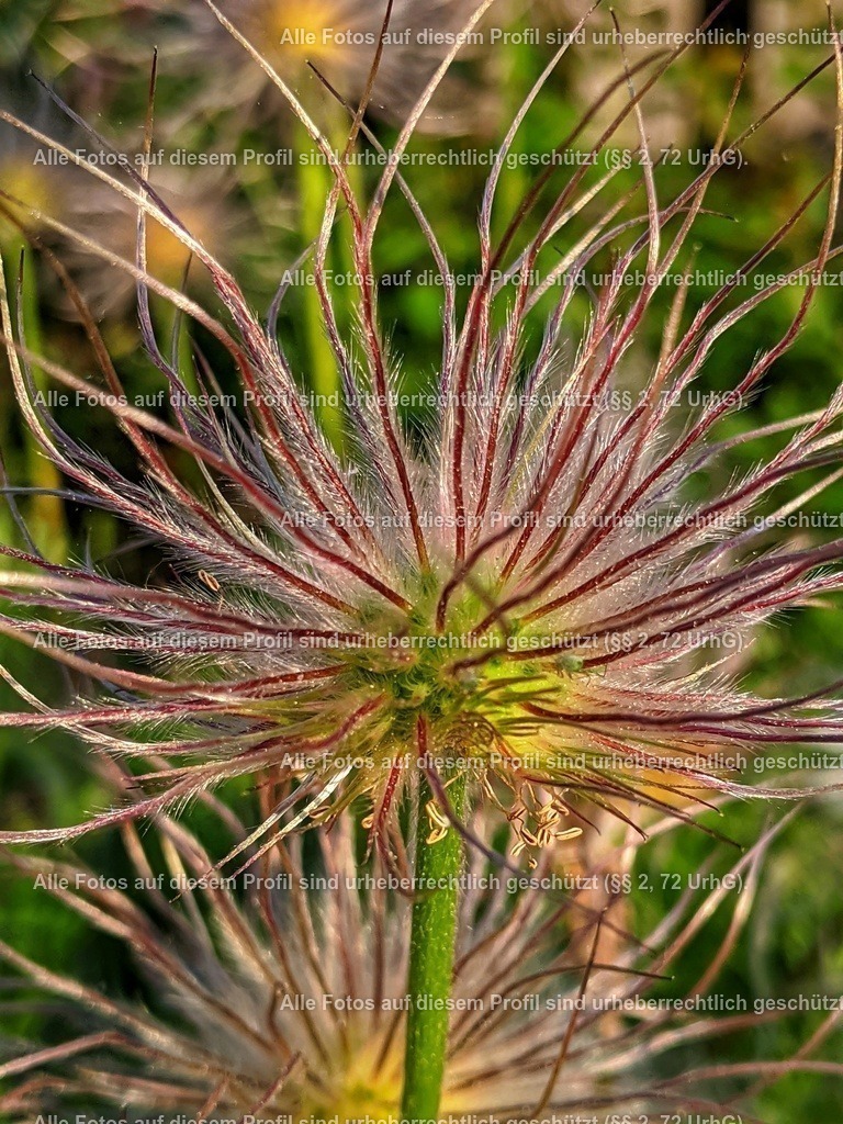 IMG_20200519_064203-01 | krollfotografie - Realisiert mit Pictrs.com