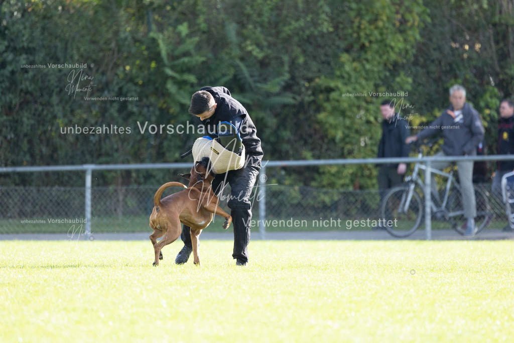 _16A6587 | Einzigartige Fotos von Hunden & Menschen –Actionfotos, Portraits, Vereinsaufnahmen & Paarshootings – authentisch, lebendig & mit Herz.