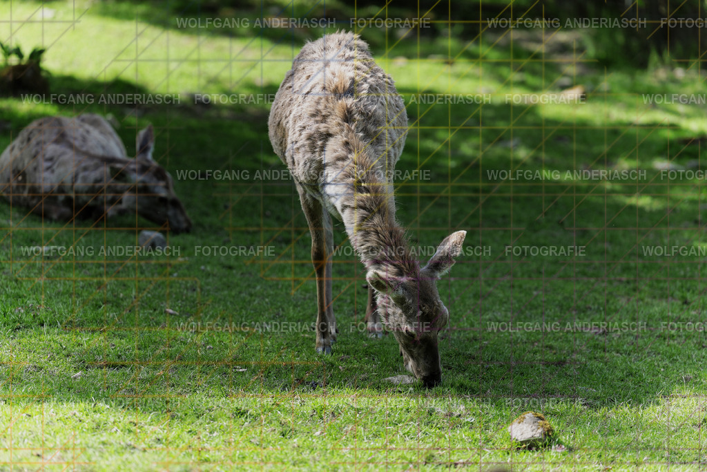 253L1433_wa | Ein stiller Moment im Opel Zoo: Der Blick des Tieres erzählt von Gelassenheit, Präsenz und Nähe. Ungestellt, ruhig und auf Augenhöhe fotografiert – ein Augenblick, der bleibt. - Realisiert mit Pictrs.com
