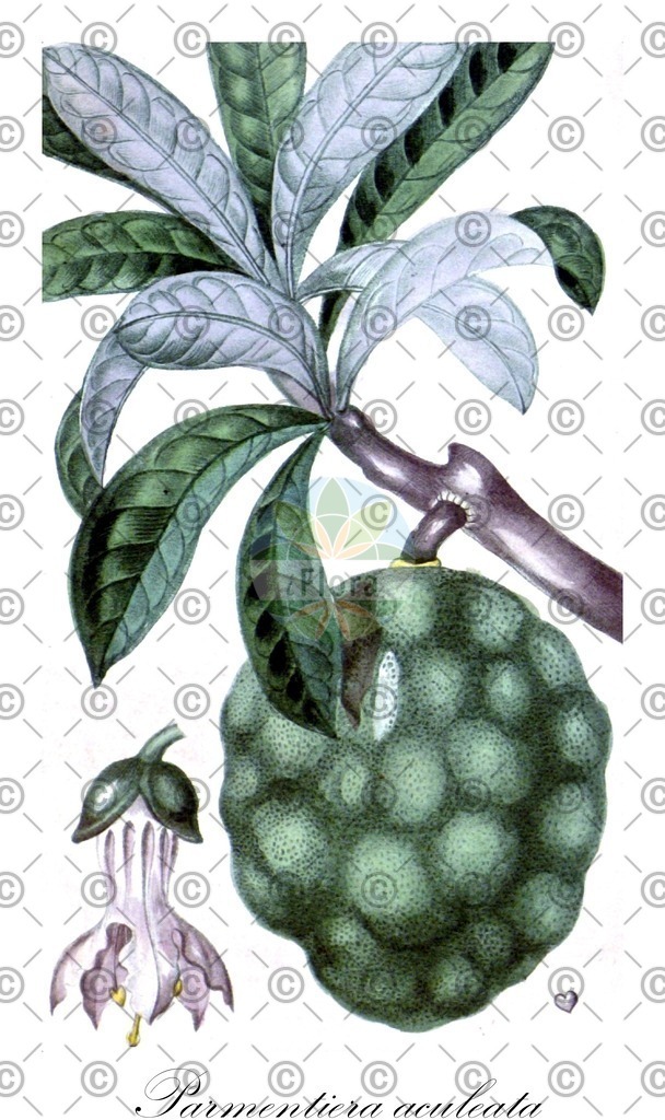 HistAbb_wfo-0000212932_1_ENZY_Simple | Historische Abbildung von Parmentiera aculeata - Bignoniaceae | Historical Illustration of Parmentiera aculeata - Bignoniaceae