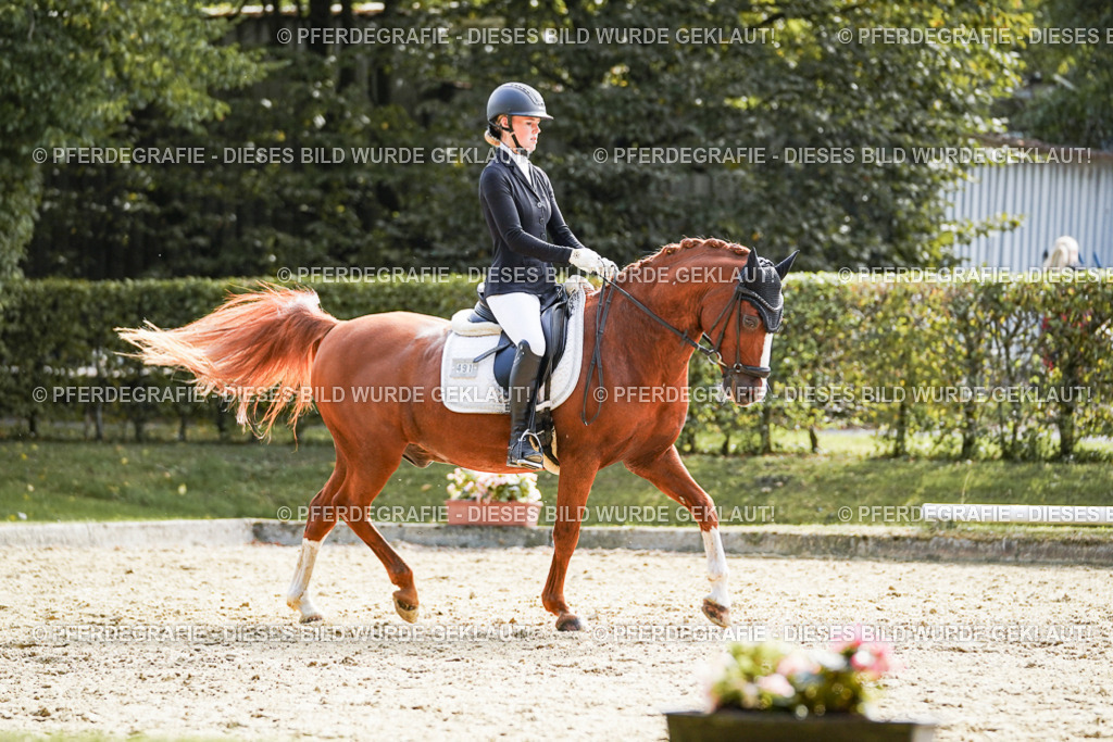 DSC08945 | Pferdegrafie