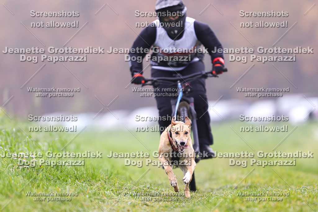 Dog Paparazzi - Visbeck 25 -215 | Dog Paparazzi Jeanette Grottendiek Fotografie & Videografie - Realisiert mit Pictrs.com