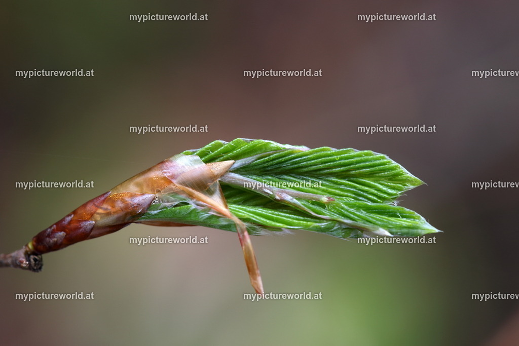 Rotbuche-010 | Das Bilderarchiv über Tiere, Planzen und Landschaften. In der Bilddatenbank finden Sie ein große Auswahl an hochwertigen Bilder für Ihre Werbung - Realized with Pictrs.com