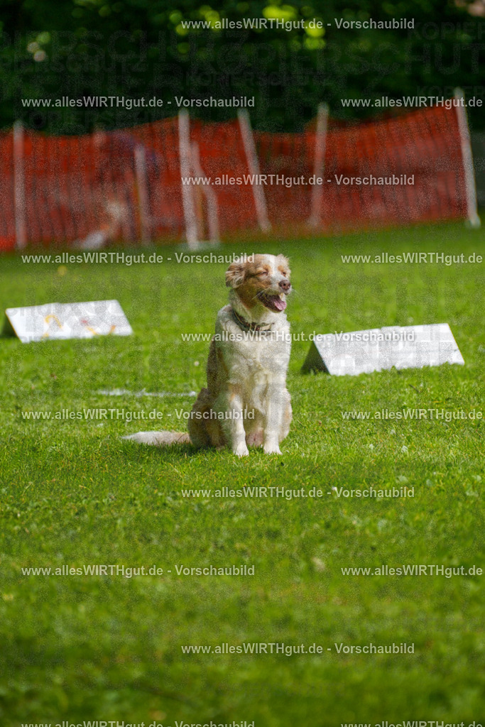 @allesWIRTHgut_Tierfotografie - www.allesWIRTHgut.de - 7R502856 | Professionelle Tierfotografie in Mönchengladbach von Daniel Wirth (allesWIRTHgut). Liebevolle & natürliche Bilder von Hunden & Katzen für unvergessliche Erinnerungen.