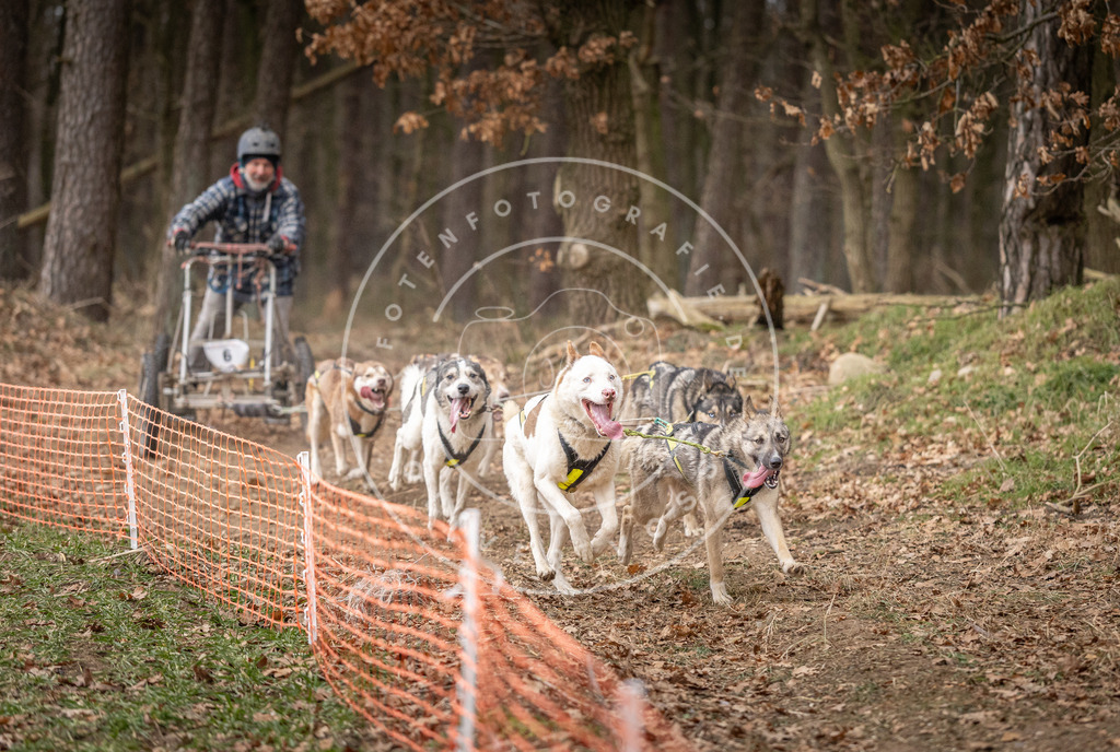 Pfotenfotografie_DV3A2248 | Hundefotografie, Tierfotograf, Pfotenfotografie, Fotoshooting Hund, Hunde Portrait, Hundesport, Hundeportraits, Heideshooting, Hunde, Sportfotograf, Hundefotograf, Turnierhundsport, THS,  - Realisiert mit Pictrs.com