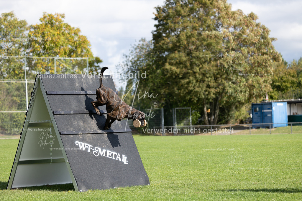 _16A6869 | Einzigartige Fotos von Hunden & Menschen –Actionfotos, Portraits, Vereinsaufnahmen & Paarshootings – authentisch, lebendig & mit Herz.