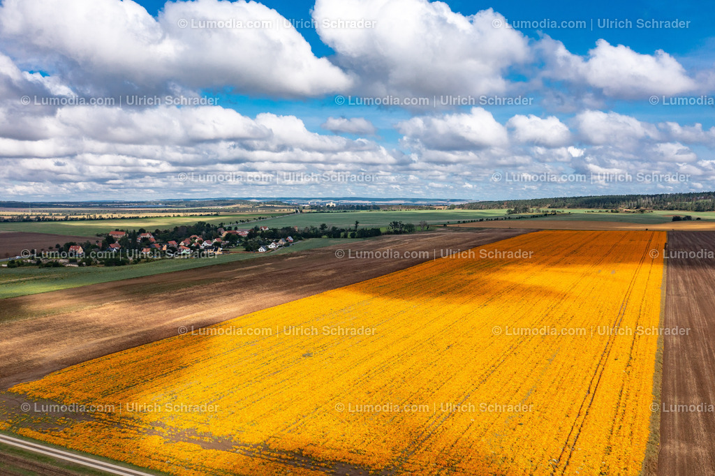 10049-51402 - Im Harzvorland bei Quedlinburg | Stockfoto und Bilderpool mit Bildmaterial aus Deutschland, dem Harz, Halberstadt, Quedlinburg, Wernigerode und weltweit. Qualitativ hochwertige und professionelle Fotos anschauen und kaufen. - Realisiert mit Pictrs.com