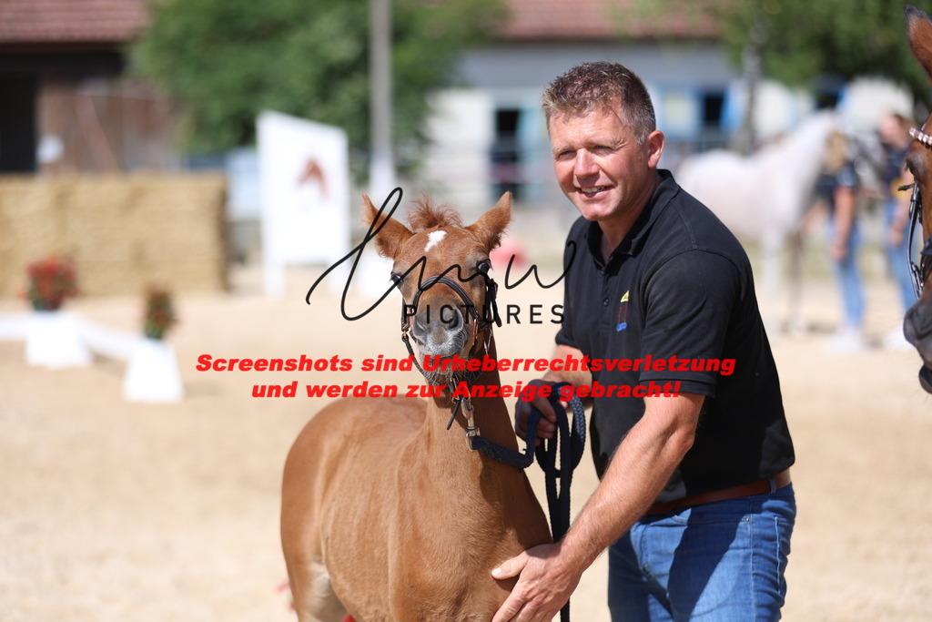 Fohlenschau_Schwäbisch_Hall_IMPRESSIONEN_17 | lmwpictures - Realisiert mit Pictrs.com