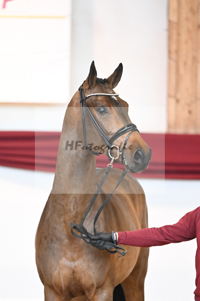 Kat-Nr. 39 v. Jovian_Dahlhoff_66220994 | hf-fotografie - Realizzato con Pictrs.com