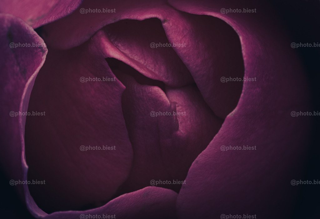 Purple Rose | Eine schöne lila Rose. - Realisiert mit Pictrs.com