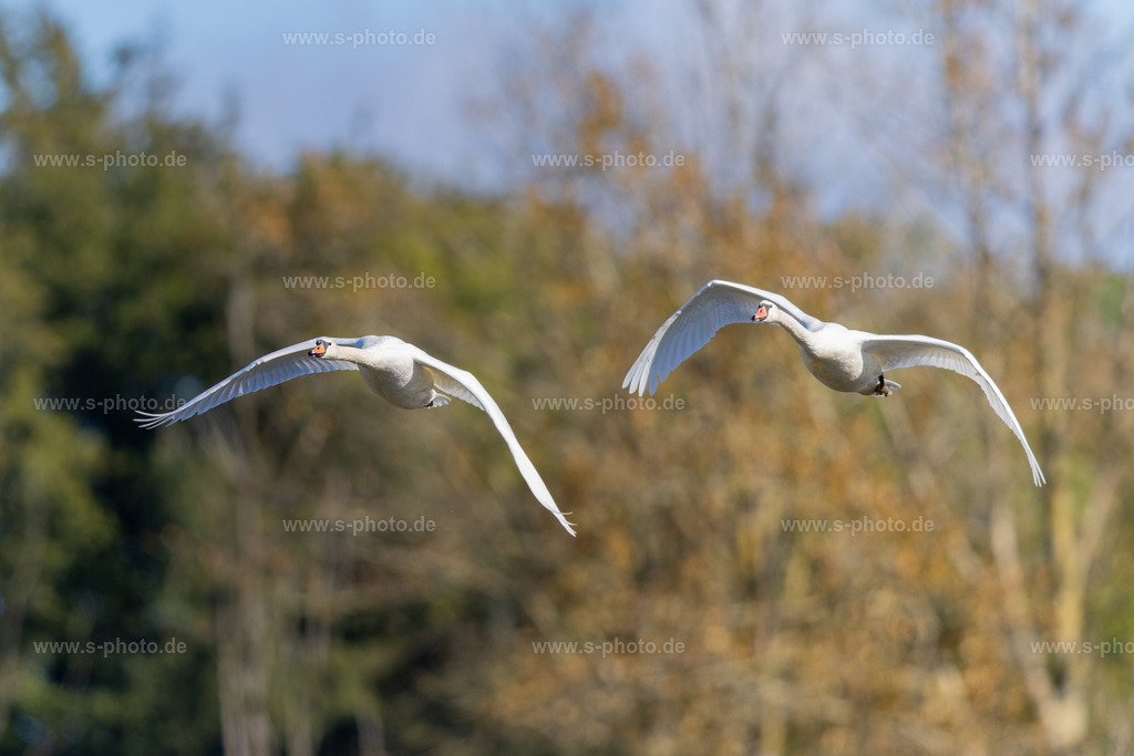 Zwei Schwäne im Anflug | Eindrucksvolles Schauspiel, wenn zwei Schwäne direkt über deinen Kopf hinweg fliegen... - Realisiert mit Pictrs.com