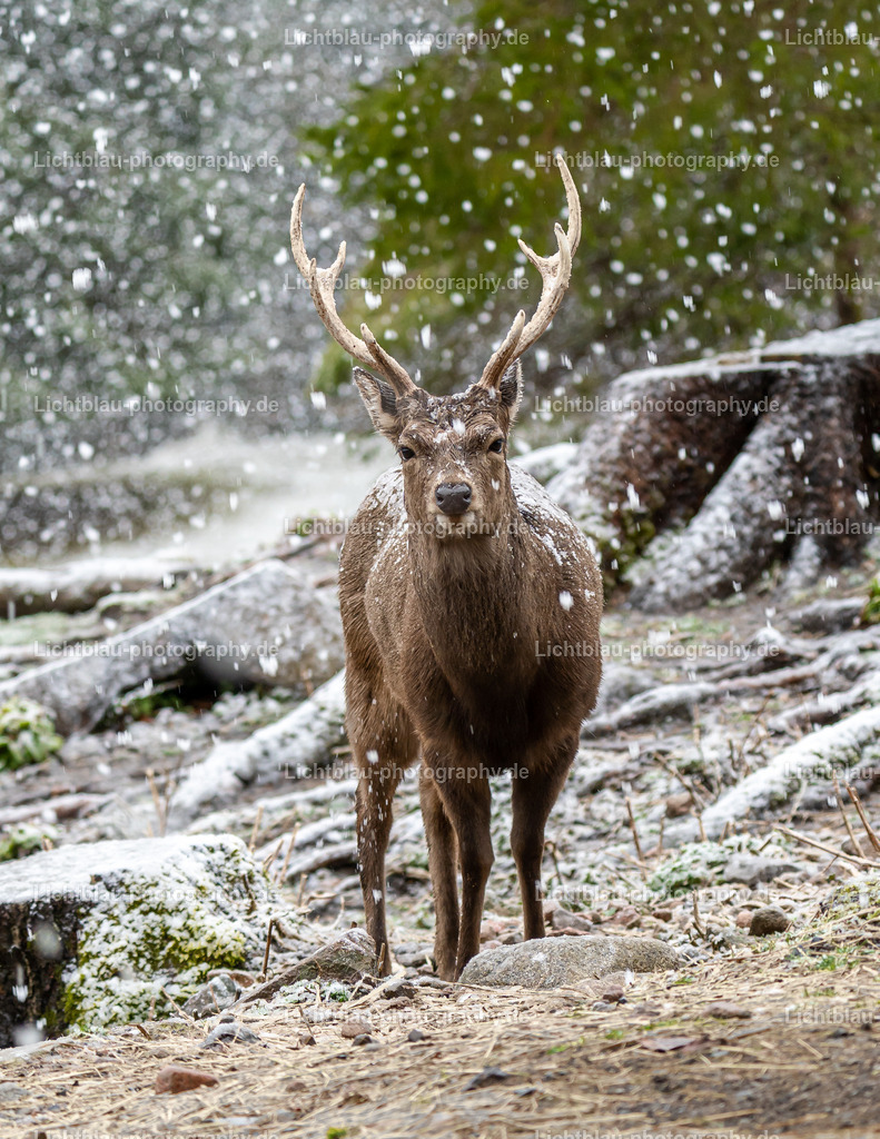 Rotwild / Hirsch | Der Rothirsch (Cervus elaphus) ist eine Art der Echten Hirsche. In der Jägersprache spricht man bei der Bezeichnung von mehreren Tieren vom Rotwild. Wie bei den meisten anderen Vertretern der Hirsche bildet nur das männliche Tier jährlich ein Geweih aus. Im mitteleuropäischen Raum ist der Rothirsch eines der größten freilebenden Wildtiere und kommt hier fast nur noch in Waldbiotopen vor. Ursprünglich war er Bewohner offener und halboffener Landschaften. - Realisiert mit Pictrs.com