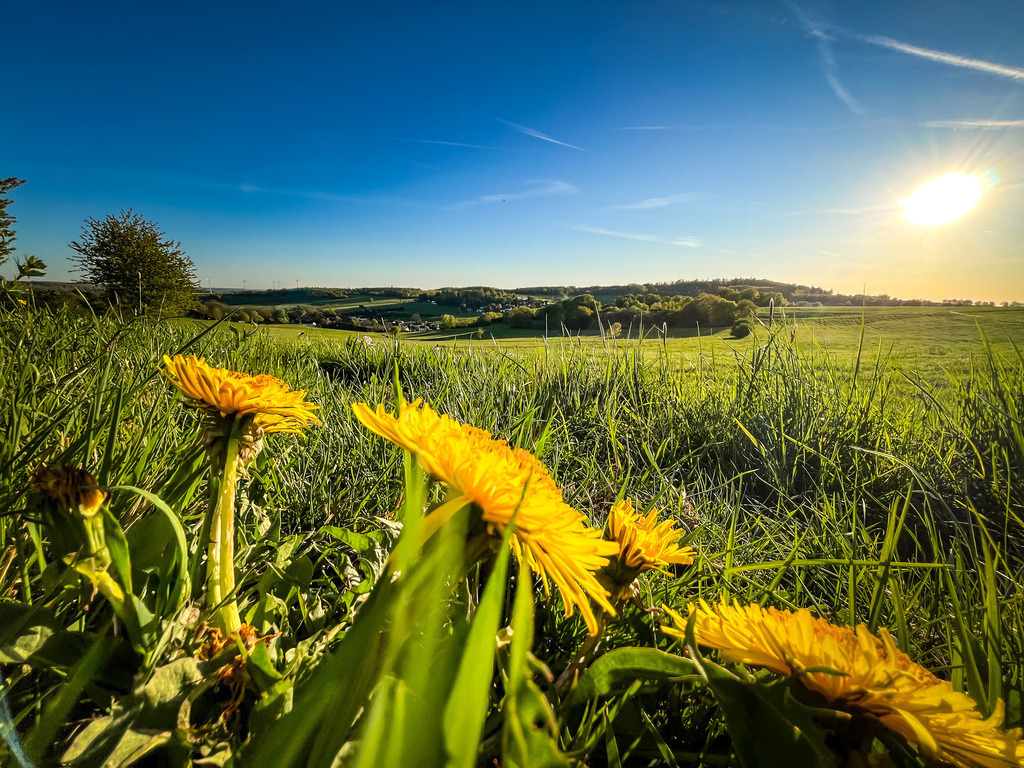 Warten auf die Bienen - Gedern | Beim Spaziergang um Gederns Ortsteile zeigt sich am Wegesrand ein uraltes Paarungsritual. Der Löwenzahn reckt sein gelbes Gefieder in Richtung Sonne und wartet auf den nächsten gelb-schwarz-gestreiften Amor mit Flügeln. Vielleicht sucht der ein oder andere Wanderer am heutigen Weltbienentag gezielt solche Augenblicke. Wer dabei eine Biene in Aktion einfängt, kann gerne sein Foto an den Kreis-Anzeiger schicken. - Realisiert mit Pictrs.com