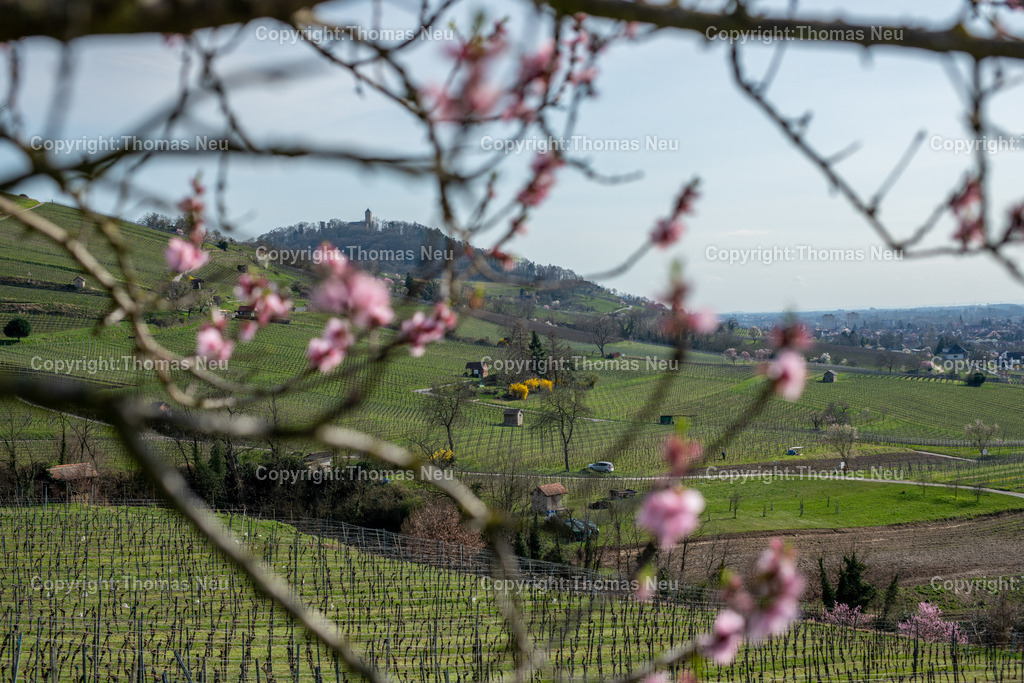 Mandelbluete-Bergstrasse-Weinberge-Fruehling-hessische-bergstrasse-Bensheim-Heppenheim-Fotografie-Thomas_neu-4775 | Die Mandelblüte an der Hessischen Bergstraße gehört zu den schönsten Frühlingsmomenten der Region. Ein blühender Mandelbaum steht oberhalb der Weinberge zwischen Bensheim und Heppenheim und bietet einen weiten Blick über die Rebenlandschaft.  Die Kombination aus blühenden Mandelbäumen, Weinbergen und der sanften Landschaft der Bergstraße macht diese Szene zu einem typischen Motiv des Frühlings in Südhessen.,Bild: Thomas Neu