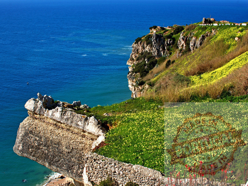 Sítio da Nazaré cliffs overlooking Atlantic Ocean in Portugal | Coastal landscape with green and yellow flowering plants covering cliffs above the blue sea - Realized with Pictrs.com