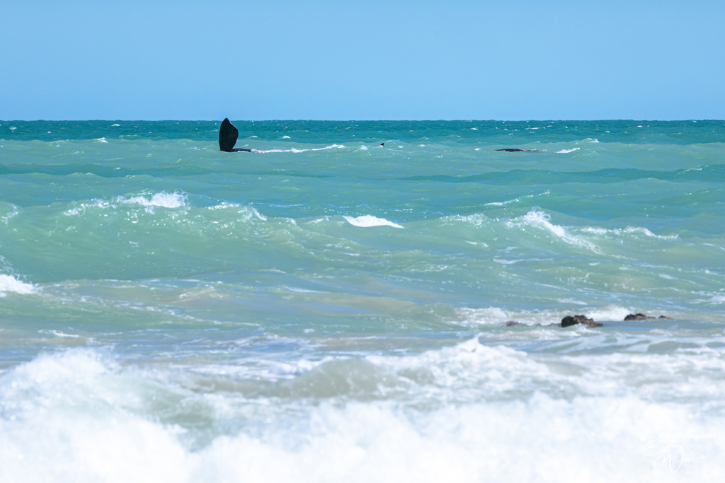 20231001-134101 SOUTHAFRIKA_-1 | Herzlich willkommen auf meiner Seite! Ich bin Elke Wallnisch, Deine Fotografin für lichtstarke Momente. Der Name steht für alles, was mich mit der Fotografie verbindet: Das Licht und seine machtvolle Wirkung auf eine Situation oder unsere Stimmung - Realisiert mit Pictrs.com