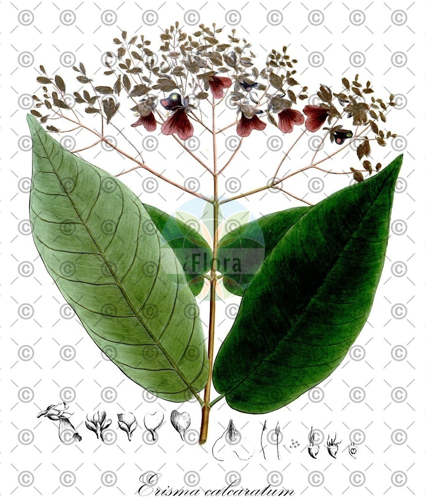 HistAbb_wfo-0000953758_1_ENZY_Simple | Historische Abbildung von Erisma calcaratum - Vochysiaceae | Historical Illustration of Erisma calcaratum - Vochysiaceae