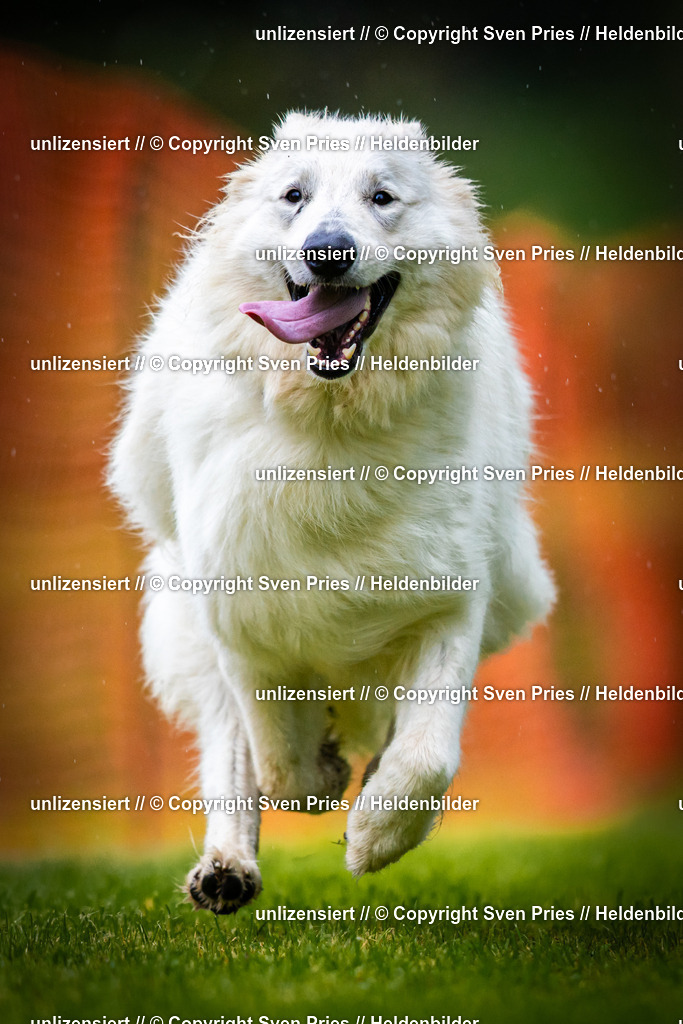 Sven Pries | 2025-09-21 - Hunderennen Baden-Oos - Realisiert mit Pictrs.com