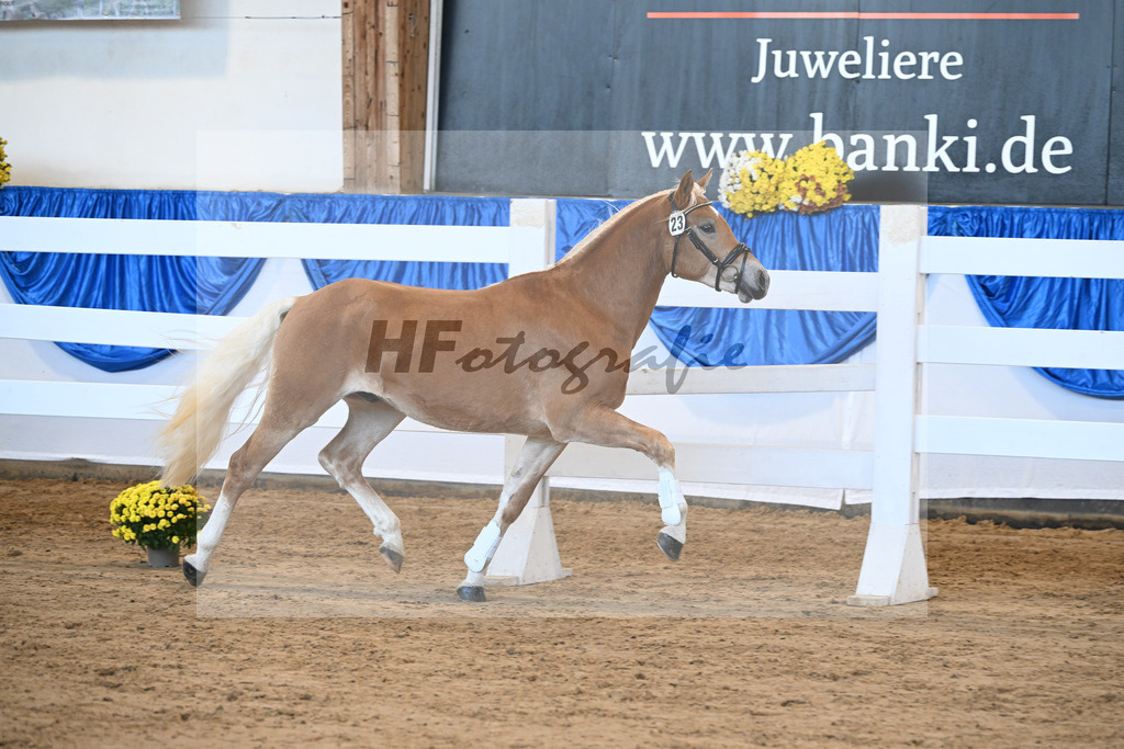 Kat-Nr. 23 Maverick v. Manu_Lechner_48250471 | hf-fotografie - Realisiert mit Pictrs.com