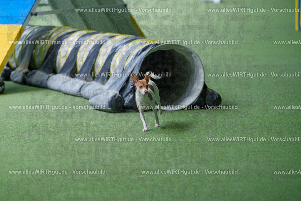 @allesWIRTHgut_Tierfotografie - www.allesWIRTHgut.de - 2604251254-7R503028 | Professionelle Tierfotografie in Mönchengladbach von Daniel Wirth (allesWIRTHgut). Liebevolle & natürliche Bilder von Hunden & Katzen für unvergessliche Erinnerungen.