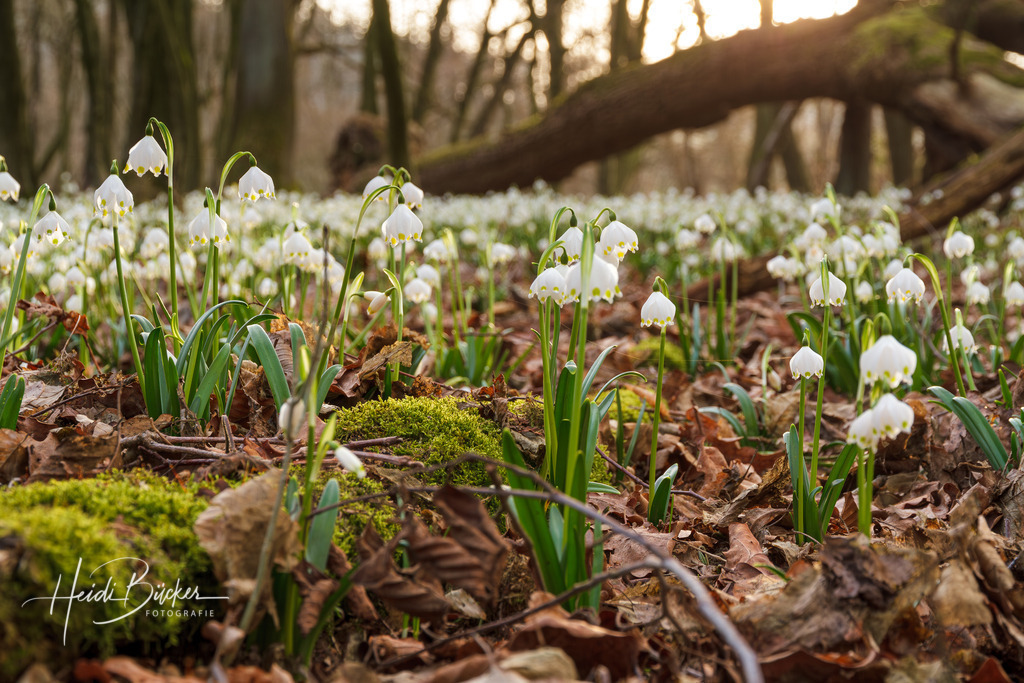 Märzenbecher im Buchenwald | Märzenbecher, auch Frühlingsknotenblume genannt, bedecken den Waldboden in einem Buchenwald - Realisiert mit Pictrs.com
