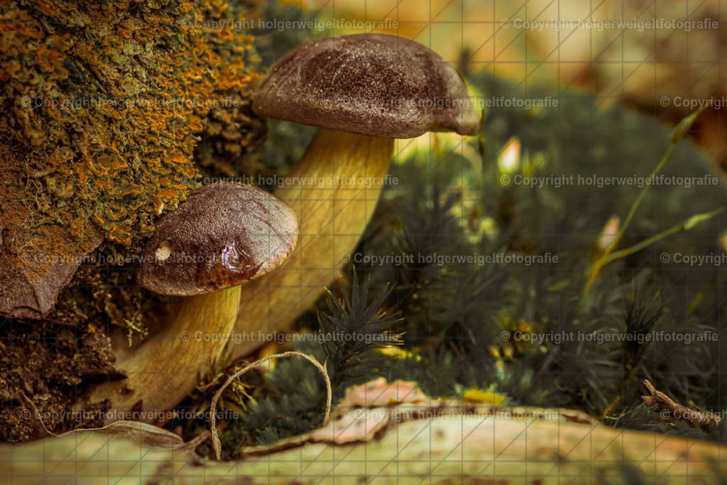 Two small mushrooms | Kaufen sie online außergewöhnliche Fotografien auf Leinwand Acrylglas Fotoprint Aludibond von holgerweigeltfotografie - Realisiert mit Pictrs.com