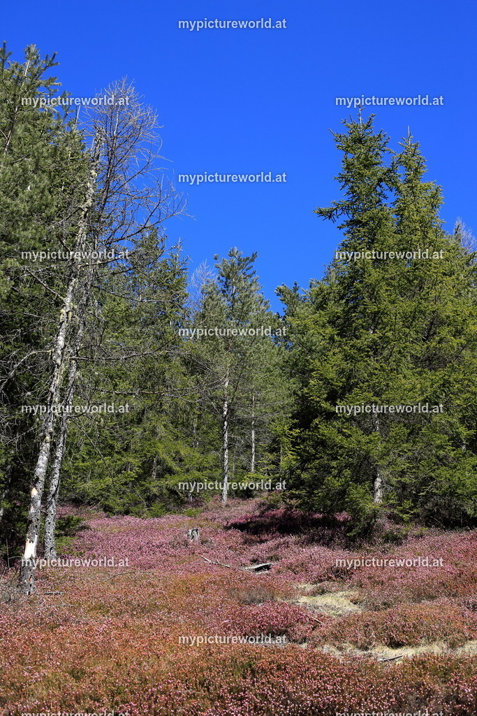 Matzlerberg-007 | Das Bilderarchiv über Tiere, Planzen und Landschaften. In der Bilddatenbank finden Sie ein große Auswahl an hochwertigen Bilder für Ihre Werbung - Realisiert mit Pictrs.com