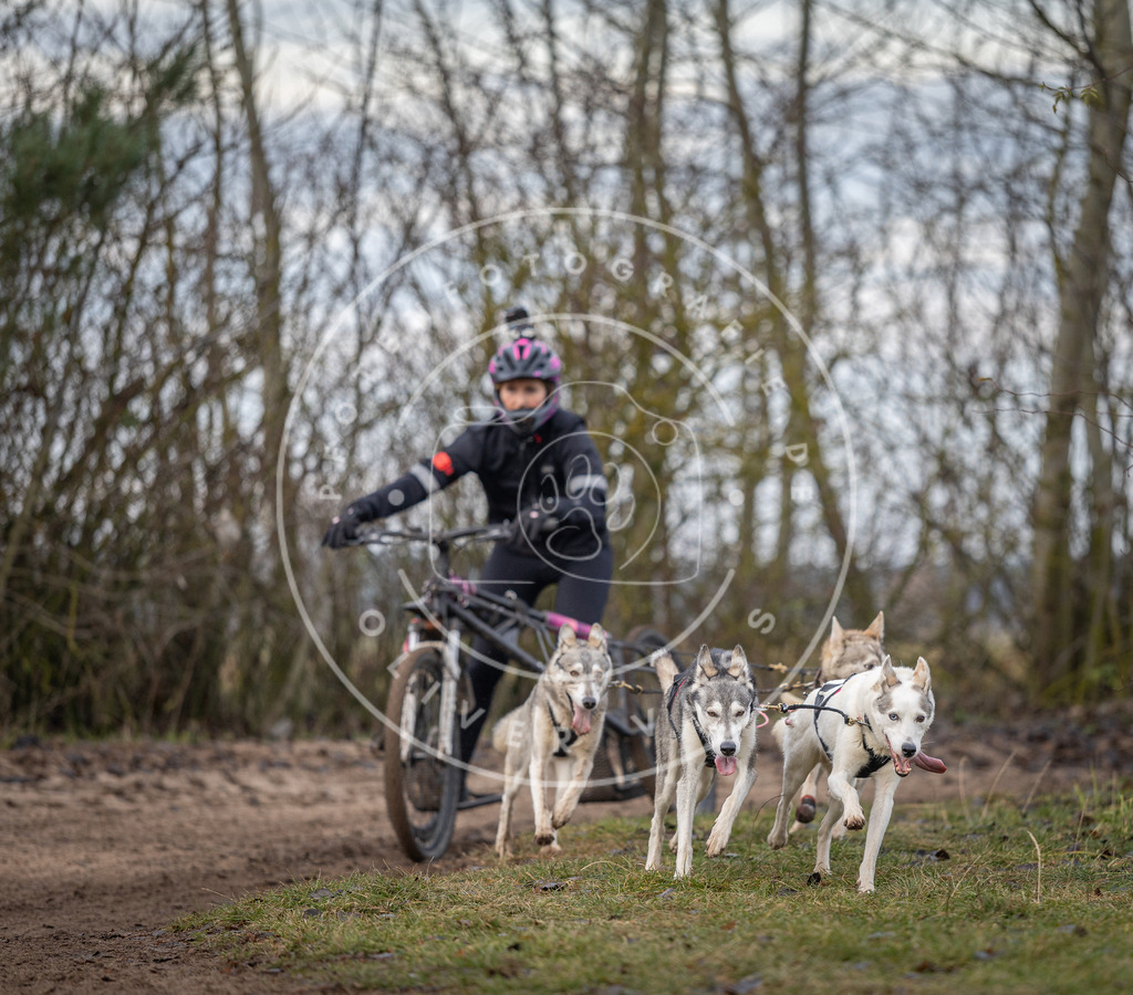 Pfotenfotografie_DV3A6078 | Hundefotografie, Tierfotograf, Pfotenfotografie, Fotoshooting Hund, Hunde Portrait, Hundesport, Hundeportraits, Heideshooting, Hunde, Sportfotograf, Hundefotograf, Turnierhundsport, THS,  - Realisiert mit Pictrs.com