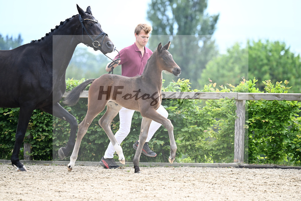 Kat-Nr. 23 St. Emilion x Ampere_HF_Reglauer_14250748 | hf-fotografie - Realisiert mit Pictrs.com