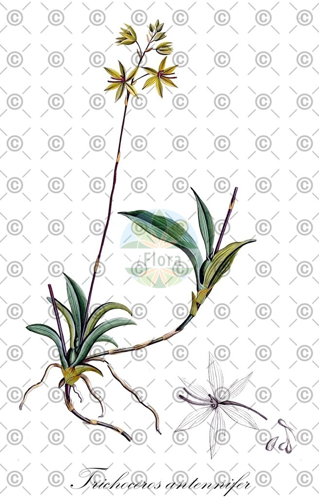 HistAbb_wfo-0000024551_1_ENZY_Simple | Historische Abbildung von Trichoceros antennifer - Orchidaceae | Historical Illustration of Trichoceros antennifer - Orchidaceae