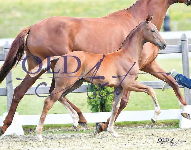 60 Baron de Ley DE433330514523 Baron - Floriscount - Stedinger | <meta name="description" content="★Offizieller Merchandise und Foto-/Videostore des Oldenburger Verbandes.★ ✅Jetzt auch digital Ausdrucke erhältlich." />
<meta name="keywords" content="Merchandise Foto-/Videostore Oldenburger Verband Photographie 