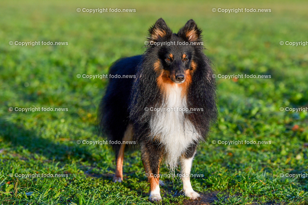 Hunde_ 09.10.2022-12 | 09.10.2022, Linz, AUT, Hund, Hunde, Themenbild, im Bild Hund, Hunde, spazieren, Freilaufzone, Spazierweg, Arrigo und Luigi