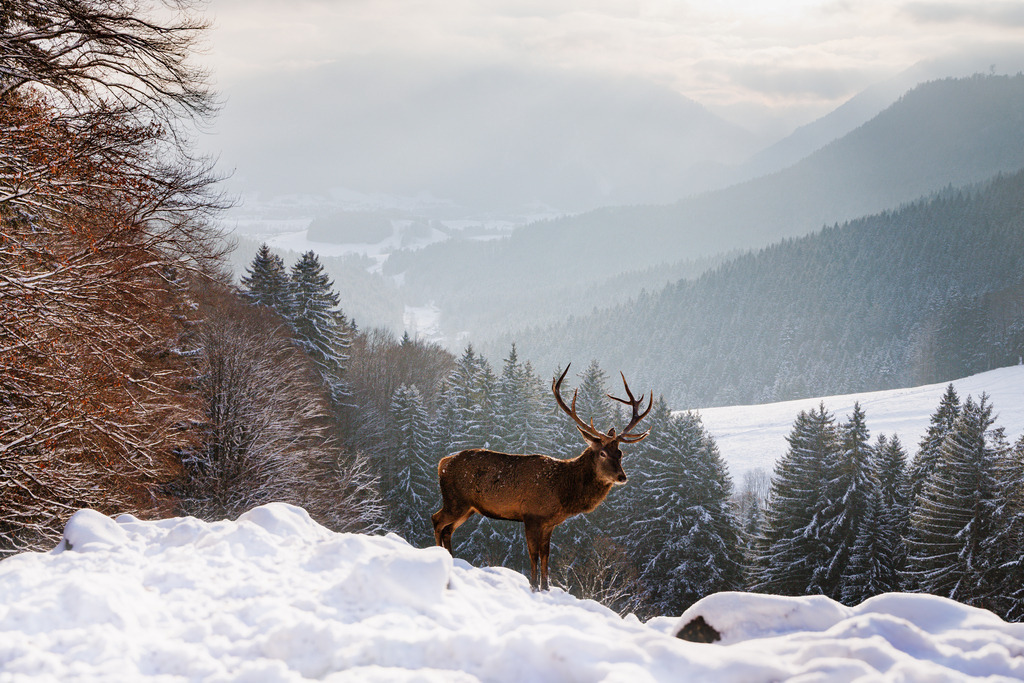 Hirsch Winter 1 | ap-design // andreas plenk - Realisiert mit Pictrs.com